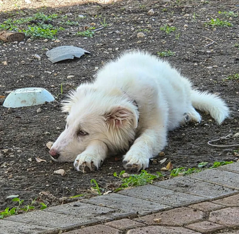 Bunny Sat thumbnail 5