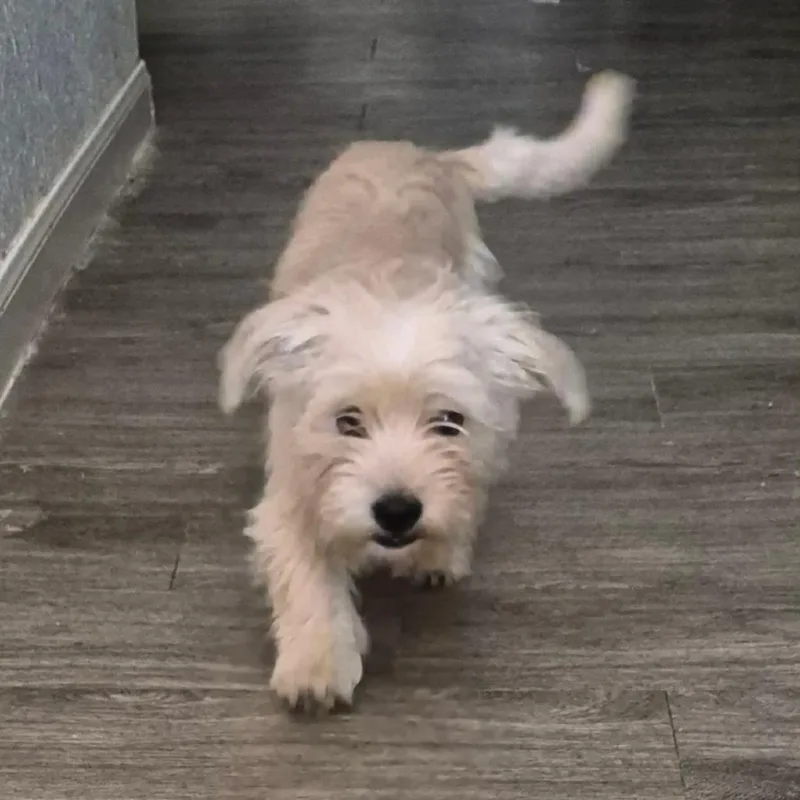A young small-sized male White / Cream Wirehaired Terrier dog named Buckwheat PF for adoption in Austin, TX