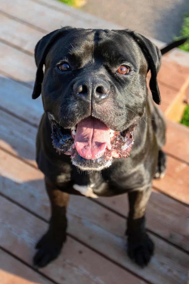 A young medium-sized male Cane Corso dog named Aza for adoption in Duluth, MN