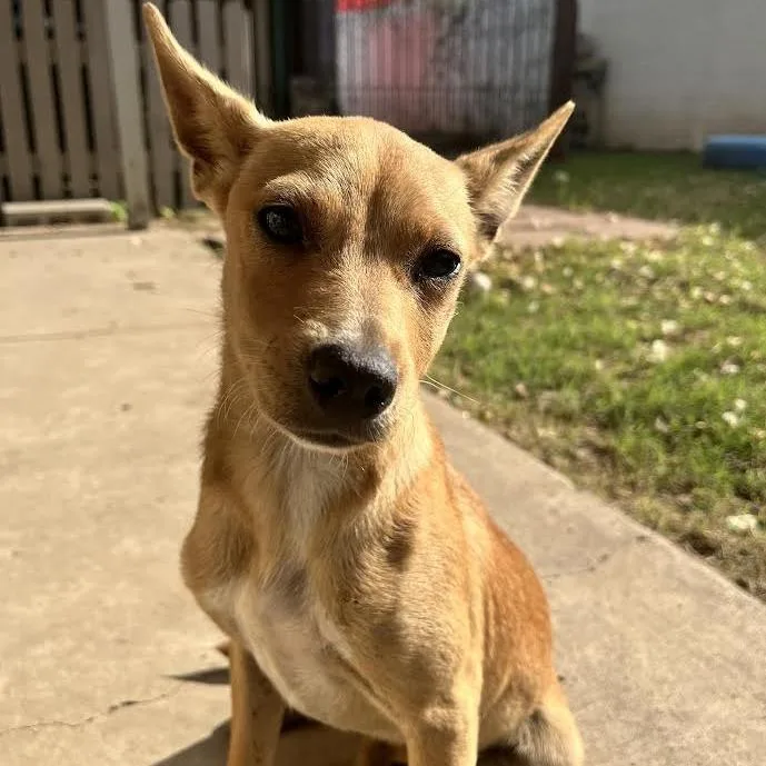 Dulce