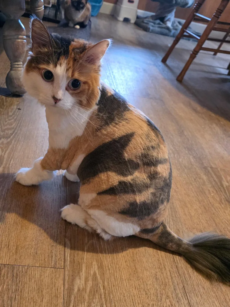 An adult medium-sized female Calico cat named Coco for adoption in Vacaville, CA