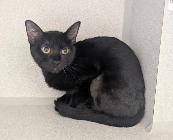 Sophie @ Petsmart Seabrook