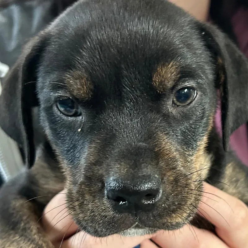 Espresso thumbnail 2