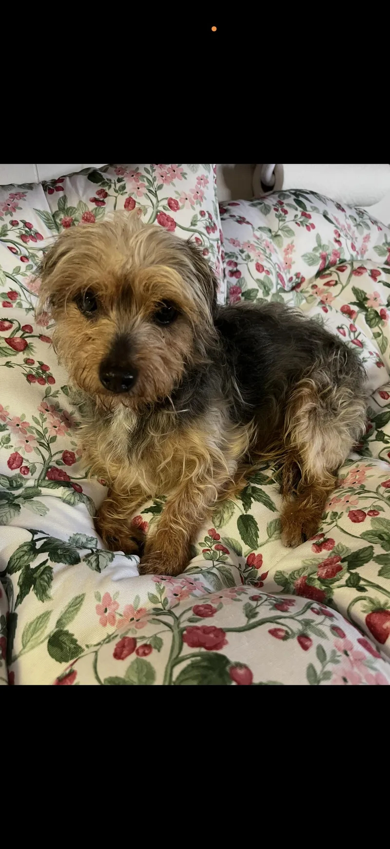 Louie the Shy Boy