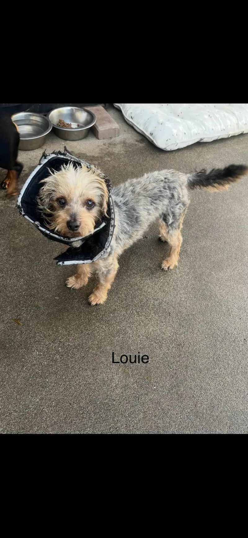 Louie the Shy Boy thumbnail 3