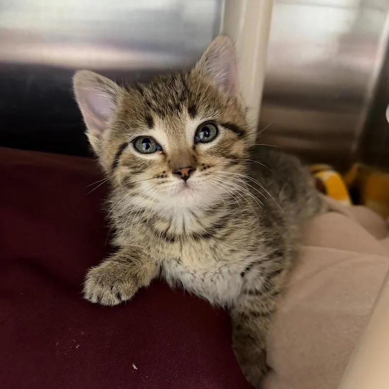 A baby small-sized female Gray / Blue / Silver Domestic Short Hair cat named Taiga for adoption in Detroit Lakes, MN