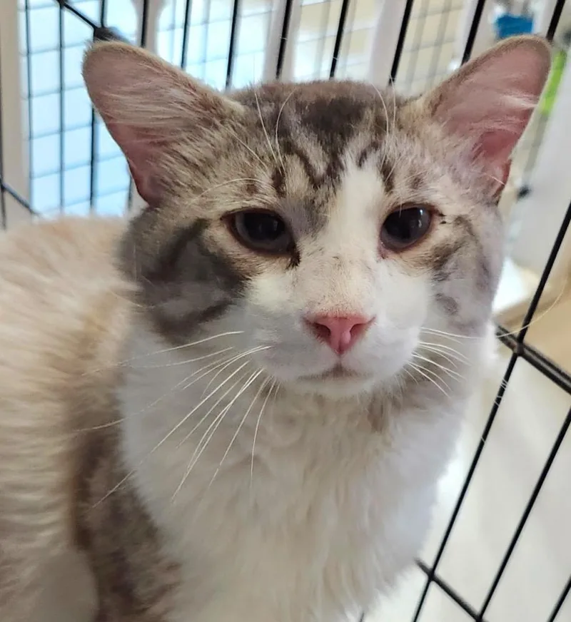 An adult large-sized male Siamese cat named Titan for adoption in Elizabethton, TN