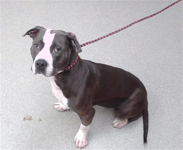 A young medium-sized female Pit Bull Terrier dog named Pinecone for adoption in Omaha, NE