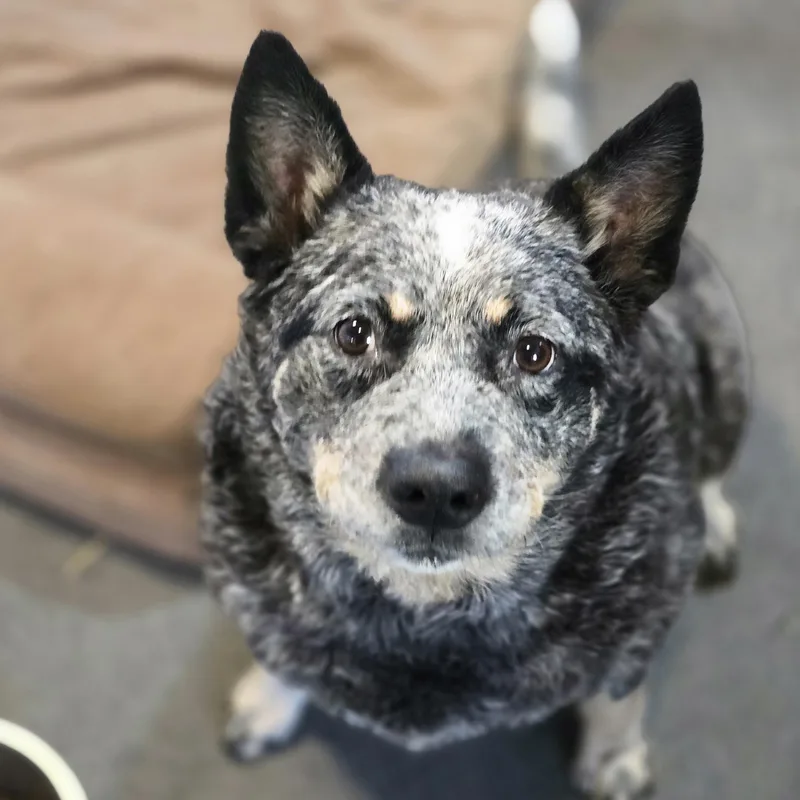 A senior medium-sized female Gray / Blue / Silver Australian Cattle Dog / Blue Heeler named Miss Gracie for adoption in Linden, MI
