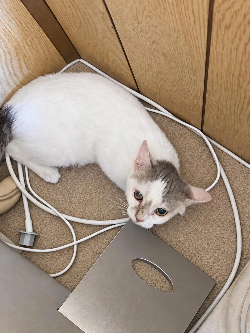A baby small-sized female White Domestic Short Hair cat named Abby for adoption in Bayonne, NJ