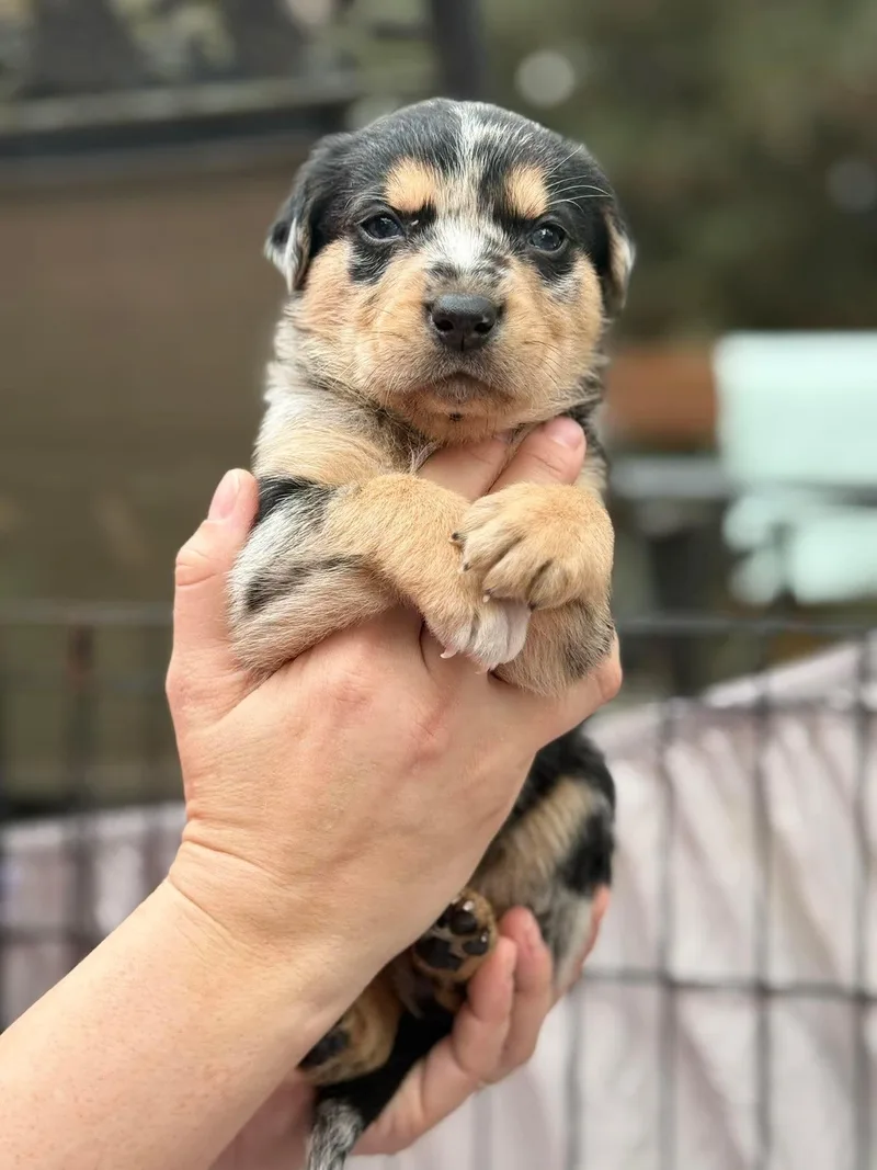 Ilia Malinin thumbnail 2