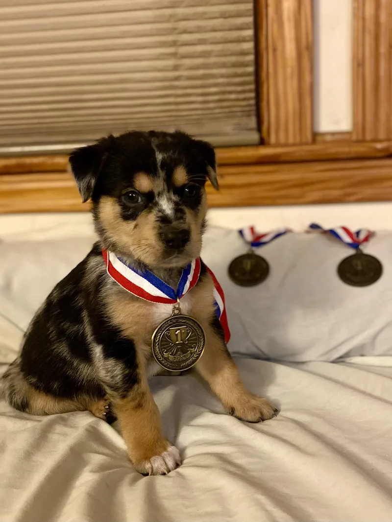 Ilia Malinin thumbnail 3