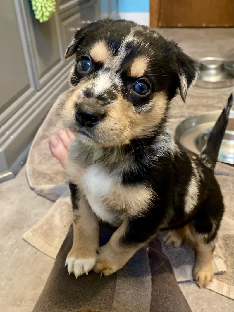 Ilia Malinin thumbnail 4