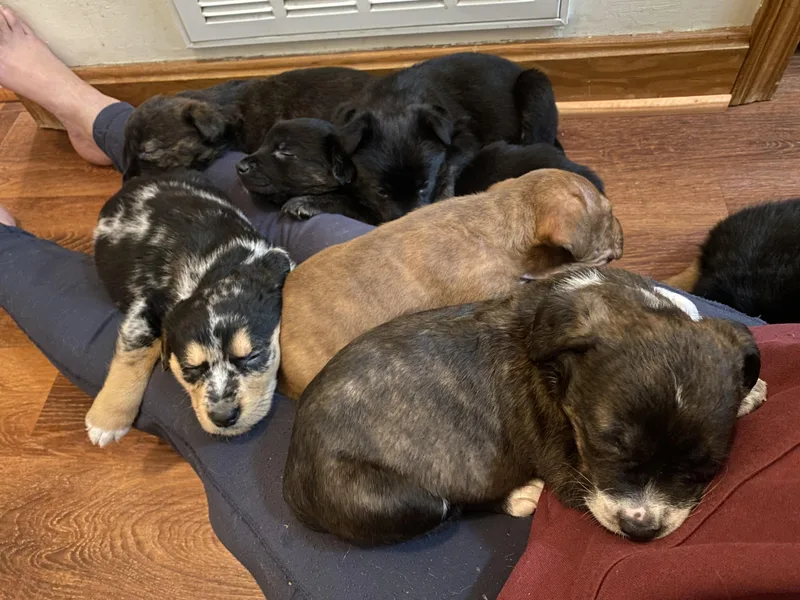 Ilia Malinin thumbnail 5