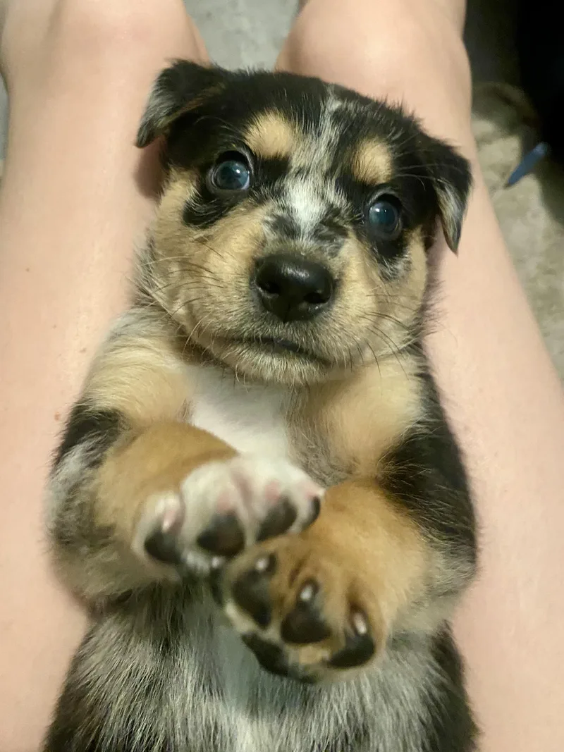 Ilia Malinin thumbnail 6