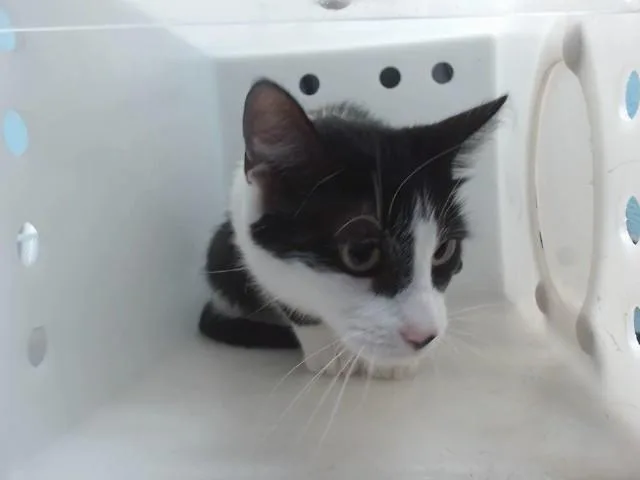 A young medium-sized female Domestic Short Hair cat named Dairy Queen for adoption in Albuquerque, NM