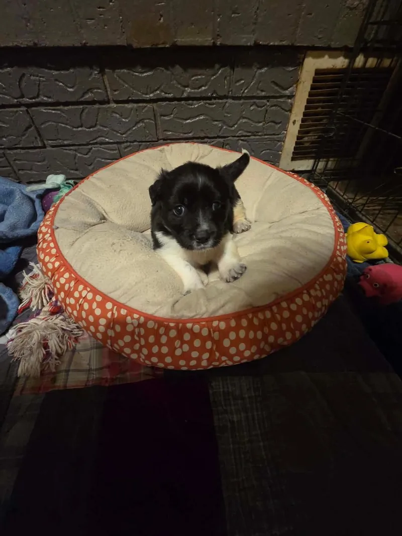 A baby medium-sized male Black Labrador Retriever dog named Travis for adoption in Wichita Falls, TX