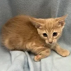 A baby medium-sized male Tabby (Orange / Red) Tabby cat named Minnow for adoption in Green Valley, AZ
