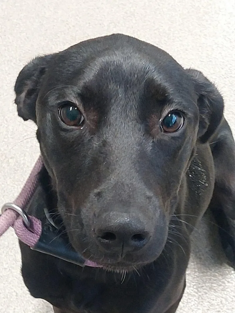 A baby medium-sized female Black Labrador Retriever dog named Jolene for adoption in Aurora, IL