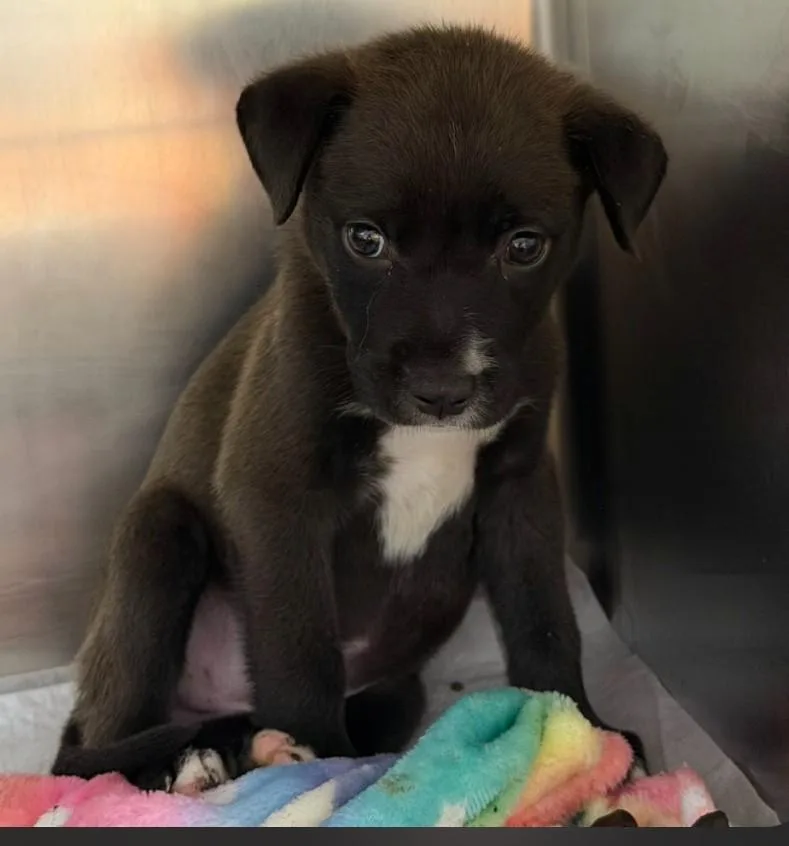 A baby medium-sized female Black Labrador Retriever dog named River for adoption in Statesville, NC