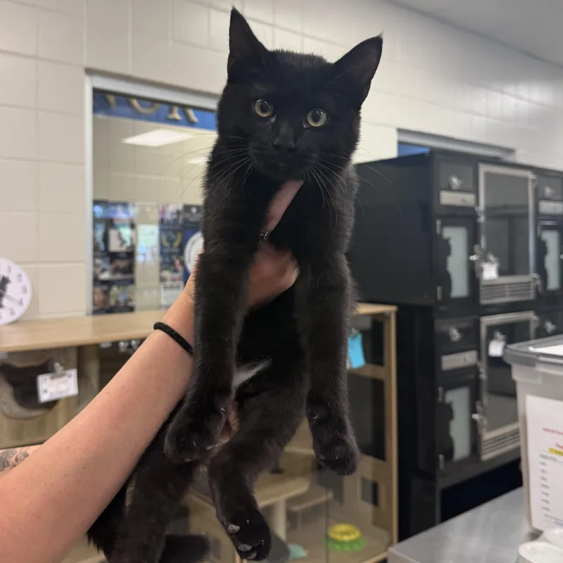 A young small-sized male Domestic Short Hair cat named Forest for adoption in Kearney, NE