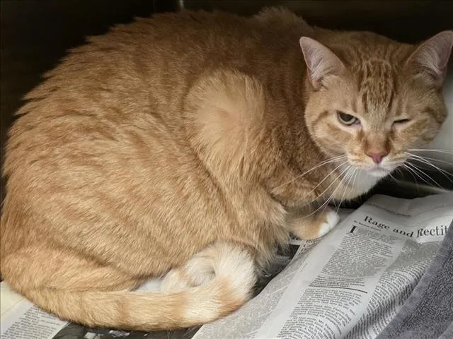 An adult medium-sized female Domestic Short Hair cat named Meme for adoption in Los Angeles, CA