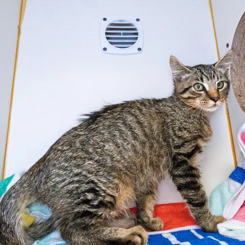 A baby small-sized male Brown / Chocolate Domestic Short Hair cat named Spade for adoption in South Elgin, IL
