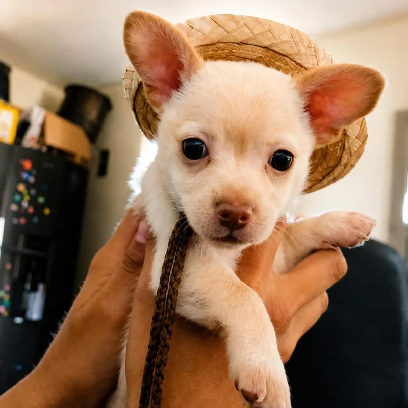 A baby small-sized male White / Cream Chihuahua dog named Theo Jr for adoption in San Diego, CA