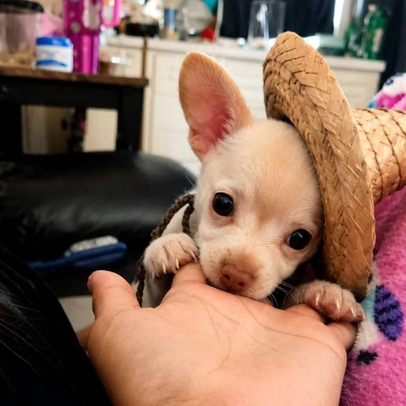 Theo Jr thumbnail 2