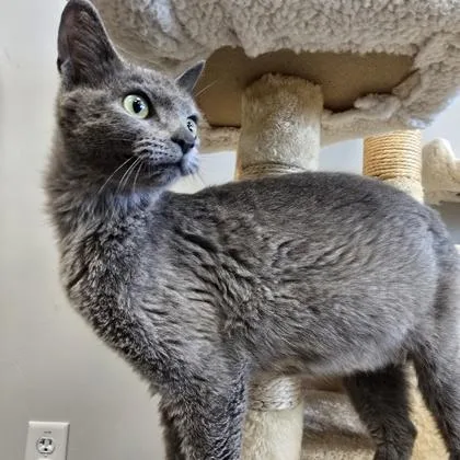 A young medium-sized female Domestic Short Hair cat named Arya for adoption in Janesville, WI