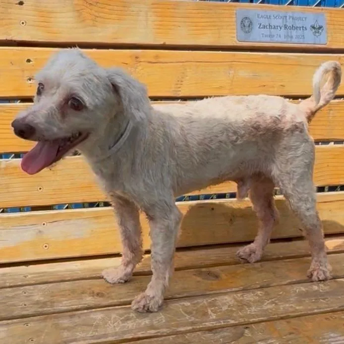 A senior small-sized male Poodle dog named Pop for adoption in Hawthorne, CA