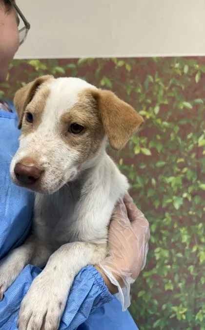 A young small-sized male Labrador Retriever dog named Draw for adoption in San Antonio, TX
