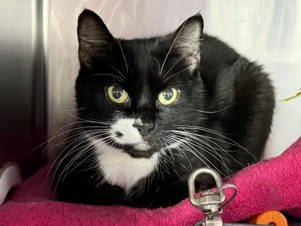 An adult medium-sized female Domestic Short Hair cat named Ora for adoption in New York, NY