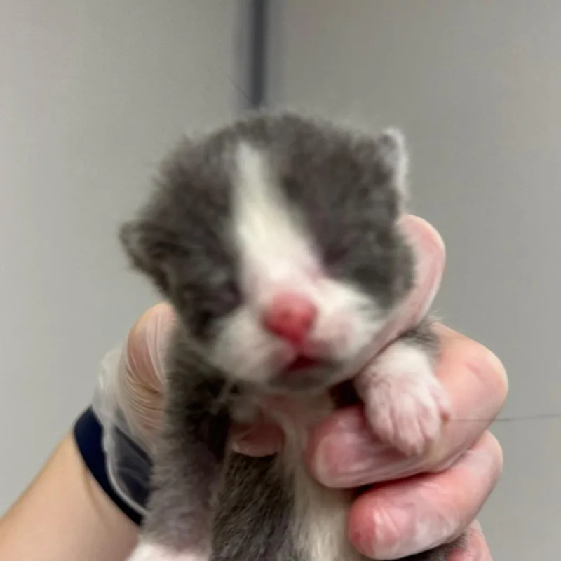 A baby small-sized male Gray / Blue / Silver Domestic Short Hair cat named Skippyjon Jones for adoption in Concord, NC