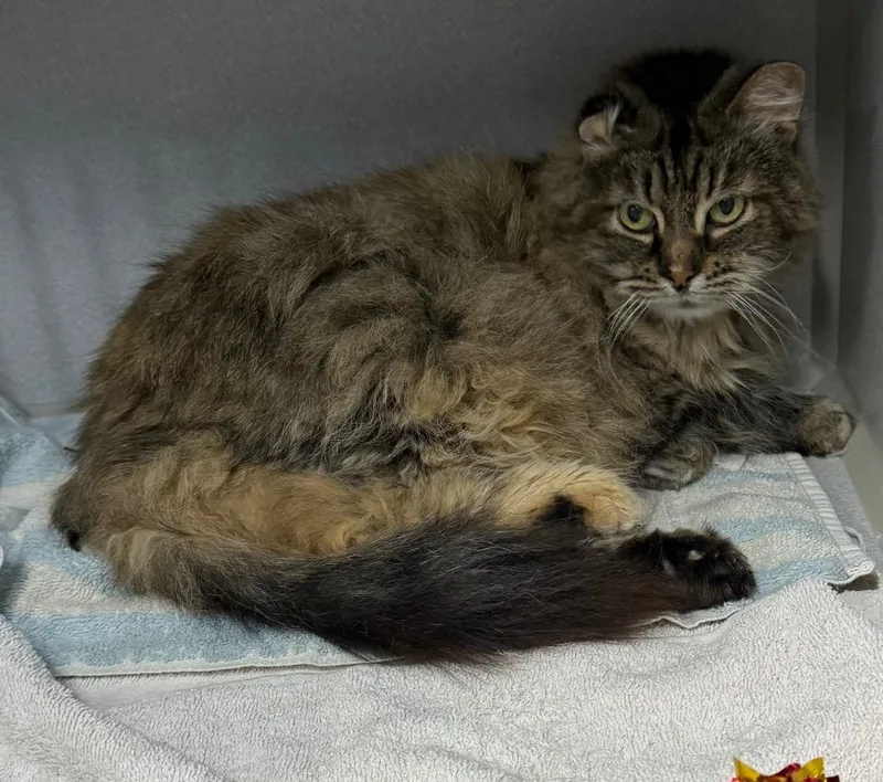 A senior large-sized female Domestic Long Hair cat named Sweetie Pie for adoption in Greencastle, IN