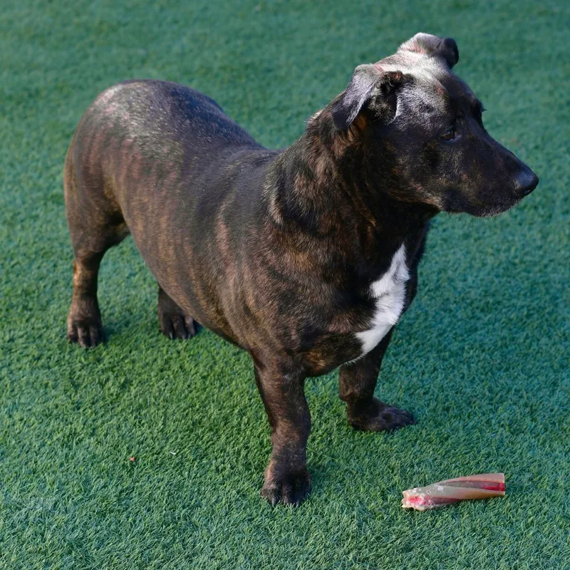 An adult medium-sized male Brindle Mixed Breed dog named Cowboy for adoption in Ottawa, KS