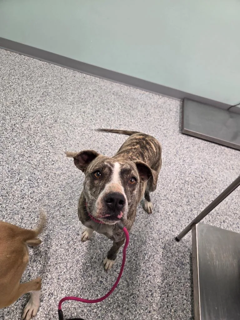 A young large-sized female Terrier dog named Gin for adoption in Athens, TN