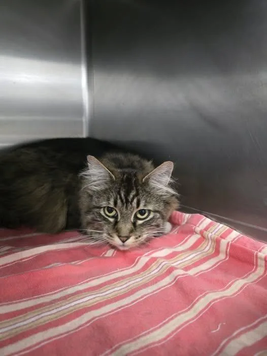 An adult medium-sized female Tabby (Buff / Tan / Fawn) Domestic Long Hair cat named Nala for adoption in Prineville, OR