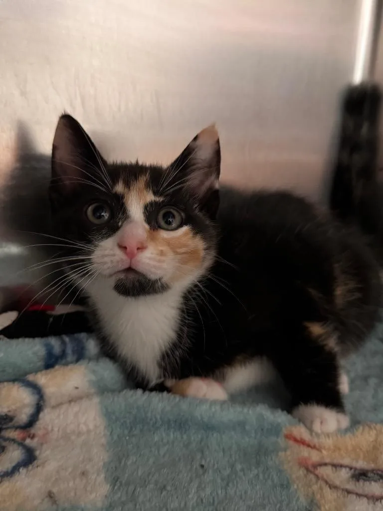 A baby small-sized female Domestic Short Hair cat named Coral for adoption in Labelle, FL