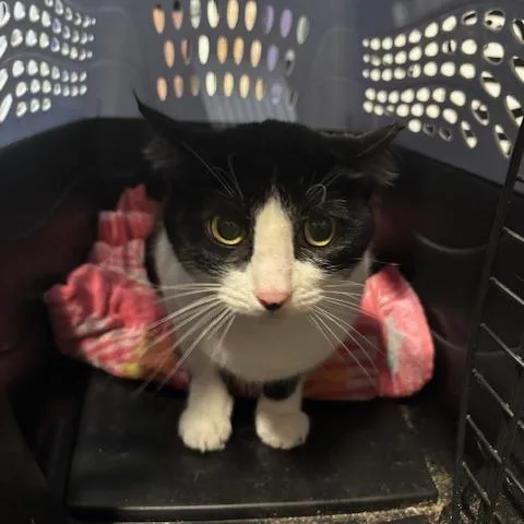 An adult small-sized female Black Domestic Short Hair cat named Minnie for adoption in Enterprise, AL