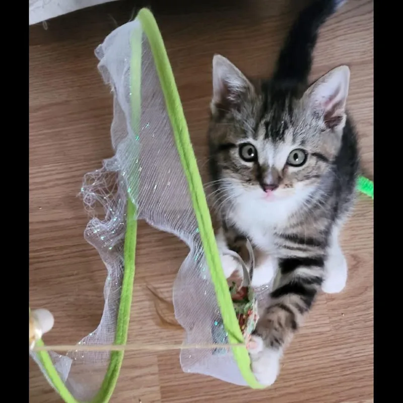 A baby small-sized female Domestic Short Hair cat named Tiggy for adoption in Muncie, IN