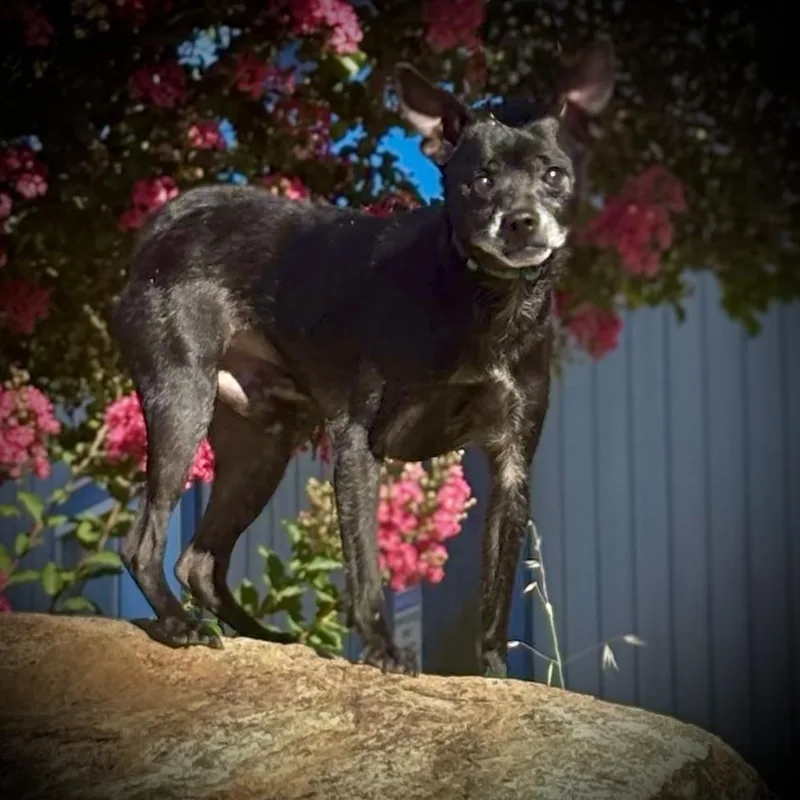 An adult small-sized male Chihuahua dog named Stevie for adoption in San Andreas, CA