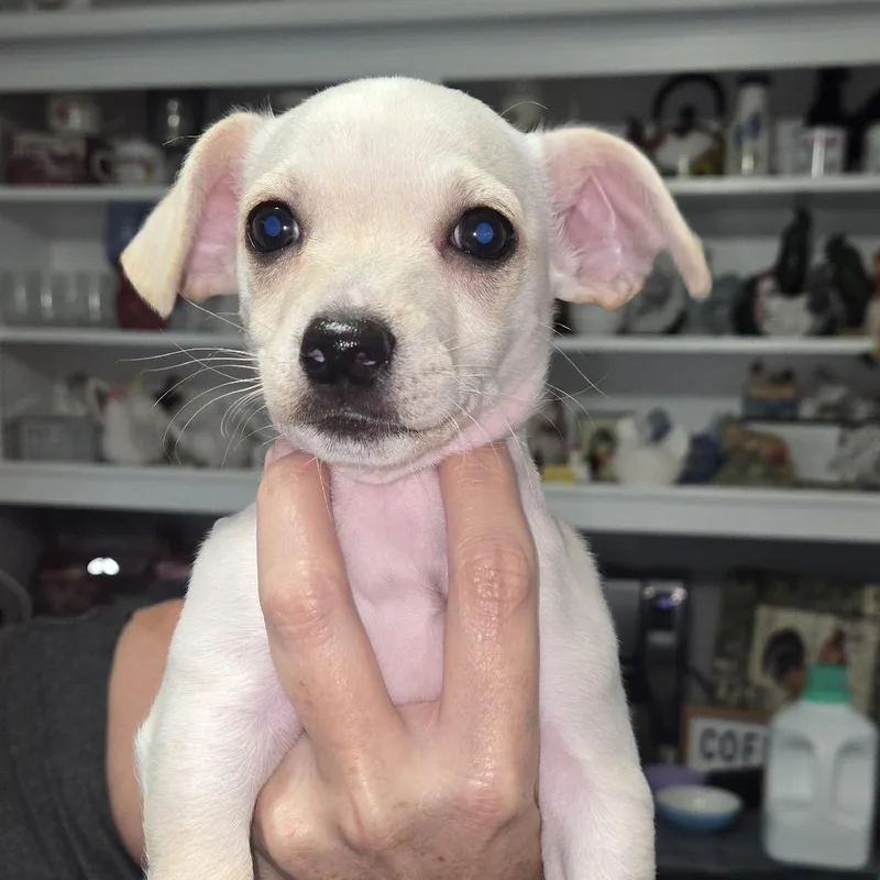 A baby small-sized male White / Cream Chihuahua dog named Percy for adoption in Montgomery, TX