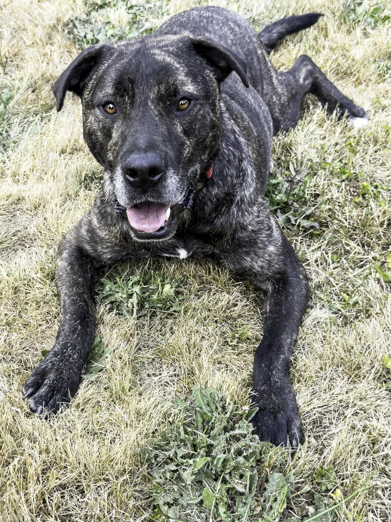 An adult large-sized male Mastiff dog named Joel for adoption in Snoqualmie, WA