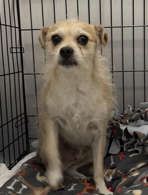 An adult small-sized male Chihuahua dog named Toby for adoption in Redlands, CA