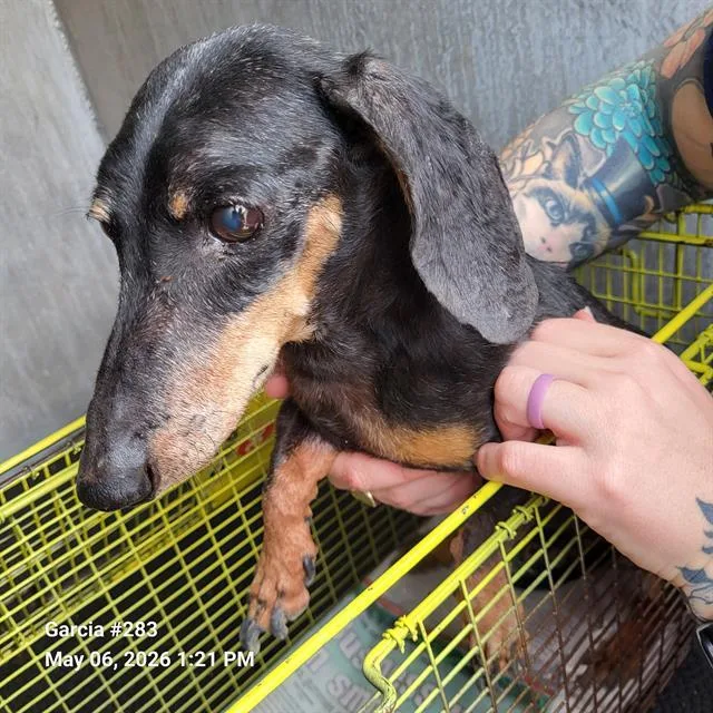 An adult small-sized male Dachshund dog named Boy for adoption in San Antonio, TX