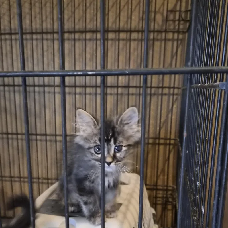A baby medium-sized male Domestic Medium Hair cat named Noodles for adoption in Greeley, CO