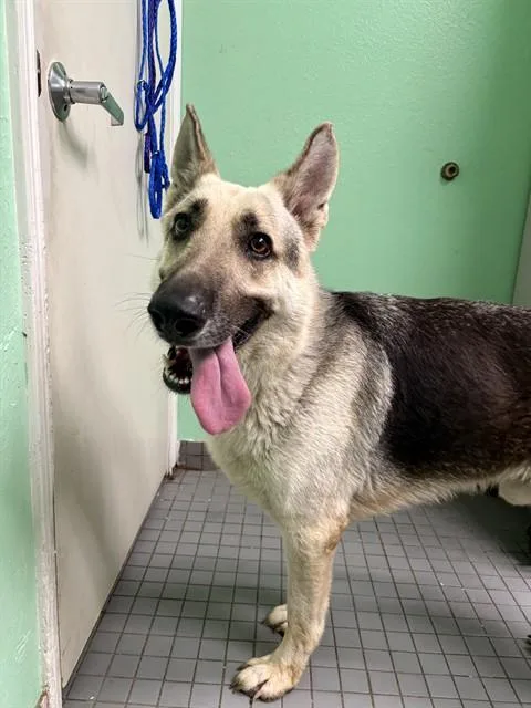 An adult large-sized male German Shepherd Dog dog named Moose for adoption in Killeen, TX