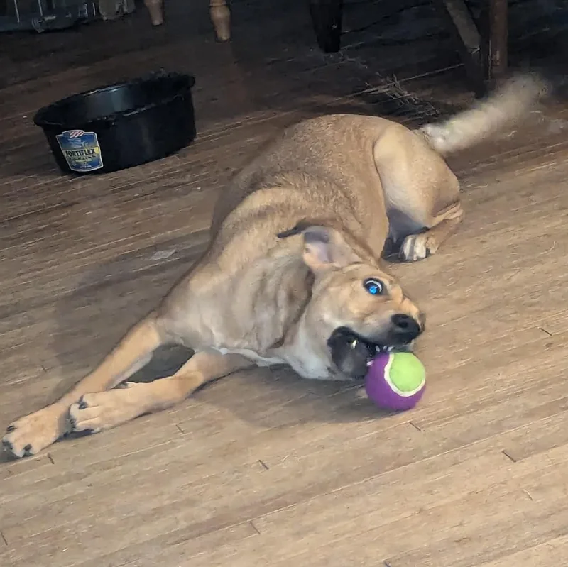 Penny thumbnail 3