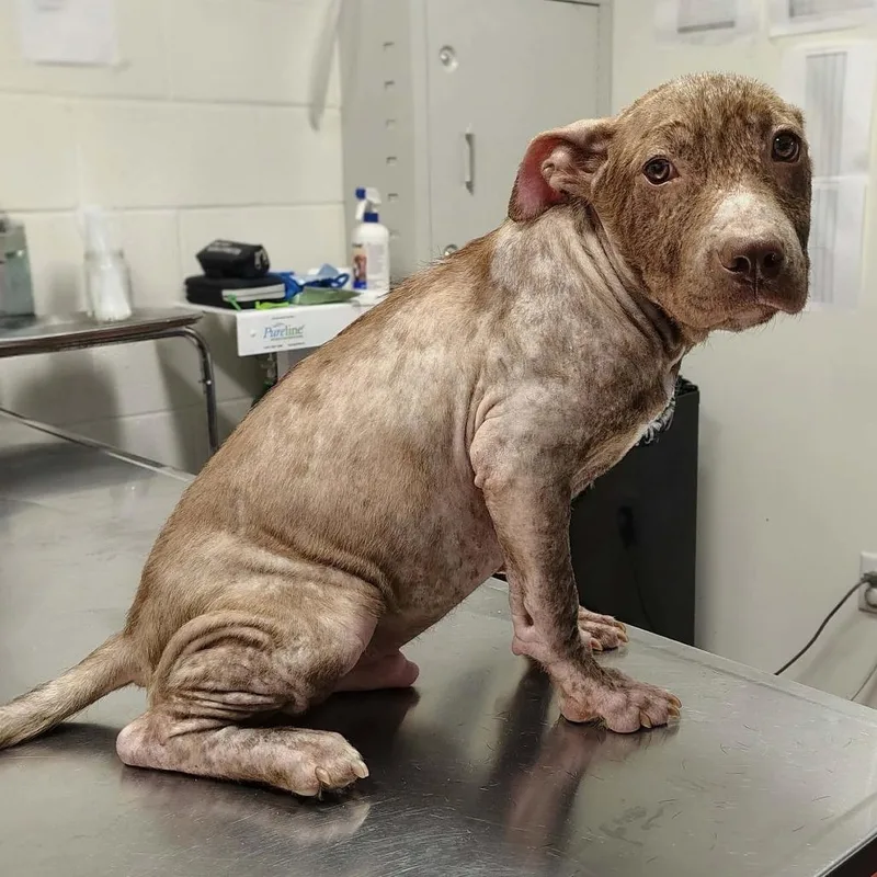 A young medium-sized male Pit Bull Terrier dog named Butter Bean for adoption in Griswold, CT